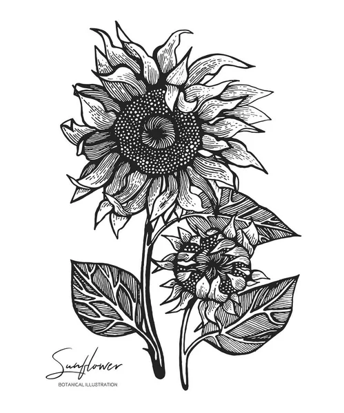 Ilustración grabada de girasol aislado sobre fondo blanco. Elementos de diseño para invitaciones de boda, tarjetas de felicitación, papel de regalo, envases de cosméticos, etiquetas, etiquetas, citas, blogs, carteles . — Archivo Imágenes Vectoriales