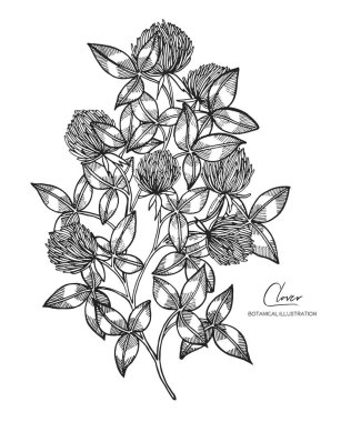 Siyah ve beyaz vektör kroki çizim yonca. Tüm öğe izole. Tasarım öğeleri için düğün davetiyeleri, tebrik kartları, ambalaj kağıdı, kozmetik ambalaj, etiket, Etiketler, tırnak, posterler