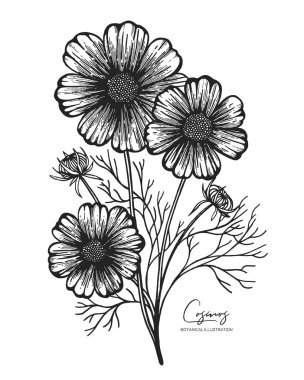 Engraved illustration of cosmos isolated on white background. Design elements for wedding invitations, greeting cards, wrapping paper, cosmetics packaging, labels, tags, quotes, blogs, posters. clipart