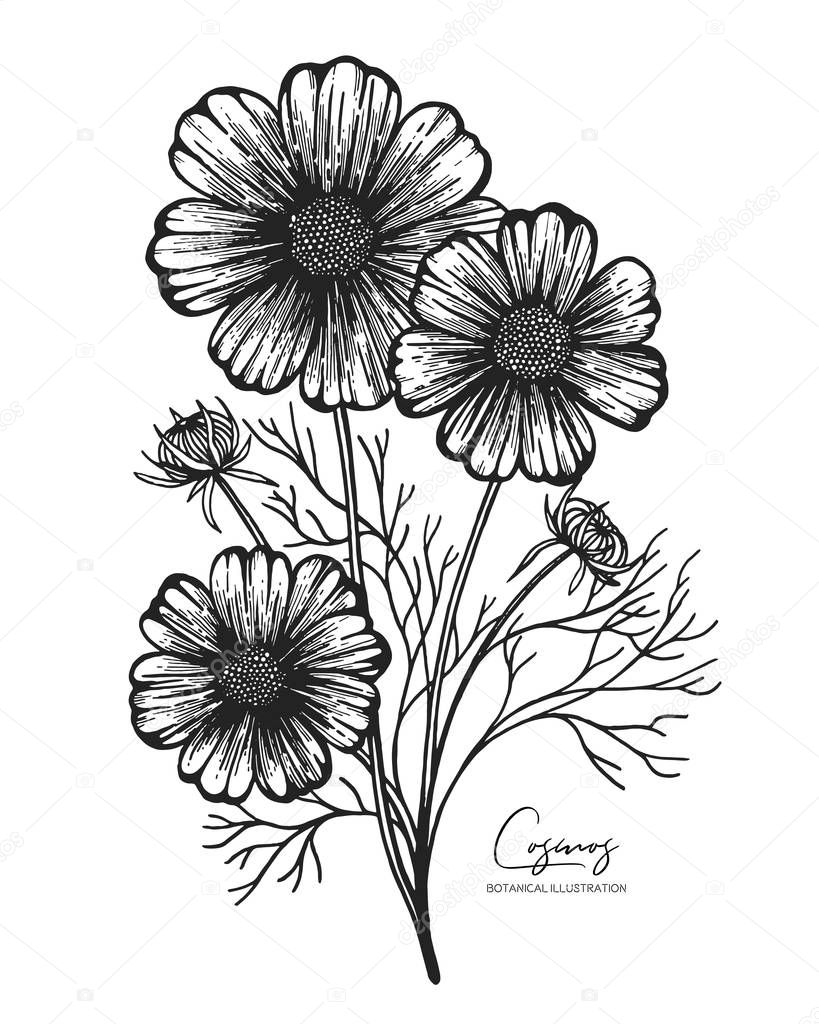 Engraved illustration of cosmos isolated on white background. Design elements for wedding invitations, greeting cards, wrapping paper, cosmetics packaging, labels, tags, quotes, blogs, posters.