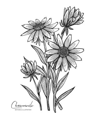 Beyaz arka plan üzerinde izole papatya oyulmuş Illustration. Tasarım öğeleri için düğün davetiyeleri, tebrik kartları, ambalaj kağıdı, kozmetik ambalaj, etiket, Etiketler, tırnak, Bloglar, posterler.