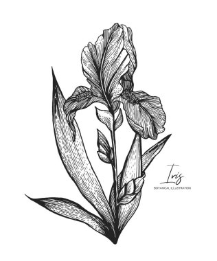 Tüm eleman izole edilmiş. Düğün davetiyeleri için tasarım öğeleri, tebrik kartları, ambalaj kağıdı, kozmetik ambalaj, etiketler, etiketler, tırnak, bloglar, posterler vb