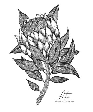 Engraved illustration of protea isolated on white background. Design elements for wedding invitations, greeting cards, wrapping paper, cosmetics packaging, labels, tags, quotes, blogs, posters. clipart