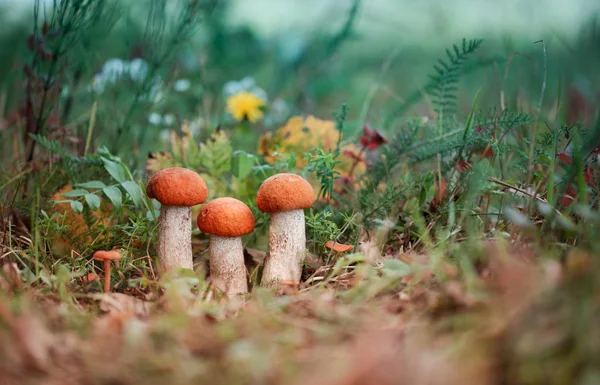 Orange-cap boletus mushrooms is growing in autumn forest among green grass. — Stock Photo, Image