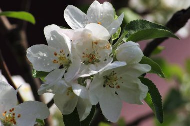 Bahçede ilkbaharda çiçekli elma. Bahar bahçesinin elma ağacının dallarında güzel çiçekler belirir.