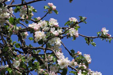 Bahçede ilkbaharda çiçekli elma. Bahar bahçesinin elma ağacının dallarında güzel çiçekler belirir.