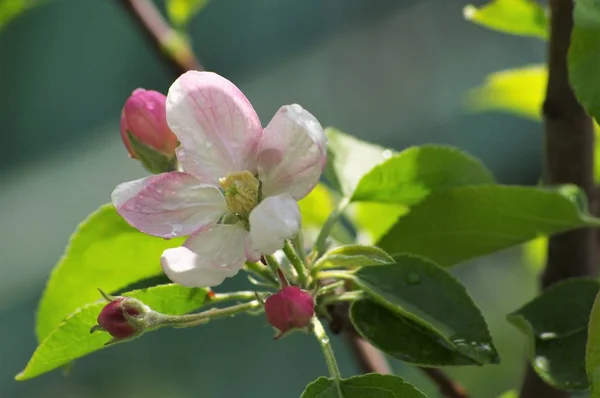 Floraison Pomme Printemps Dans Jardin Belles Fleurs Sont Apparues Sur — Photo