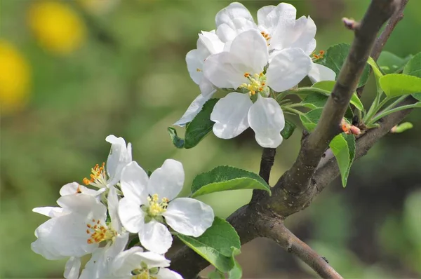 Virágzás Alma Tavasszal Kertben Gyönyörű Virágok Jelentek Meg Ágak Almafa — Stock Fotó