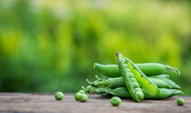 Doğanın arka planda bezelye