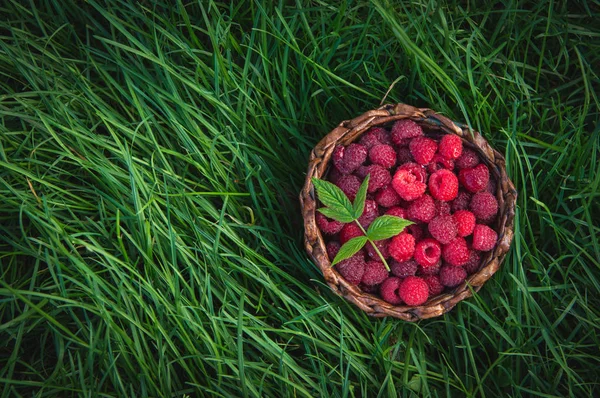 Olgun ahududu yeşil çim açık havada bir sepet içinde