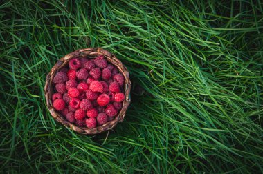 Olgun ahududu yeşil çim açık havada bir sepet içinde
