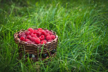 Olgun ahududu yeşil çim açık havada bir sepet içinde