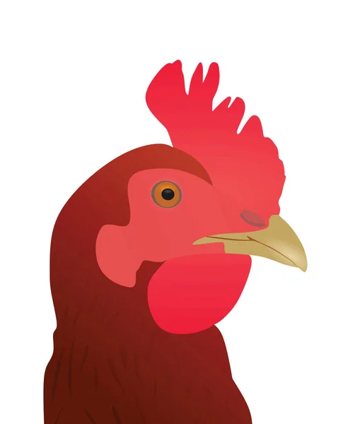 Kyckling Nära Håll Vektorillustration — Stock vektor