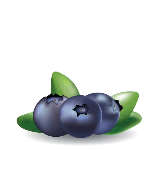 Blueberry dengan daun di latar belakang putih - Stok Vektor