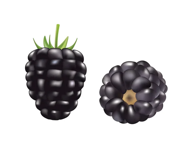 Blackberry, vista frontal y lateral — Vector de stock