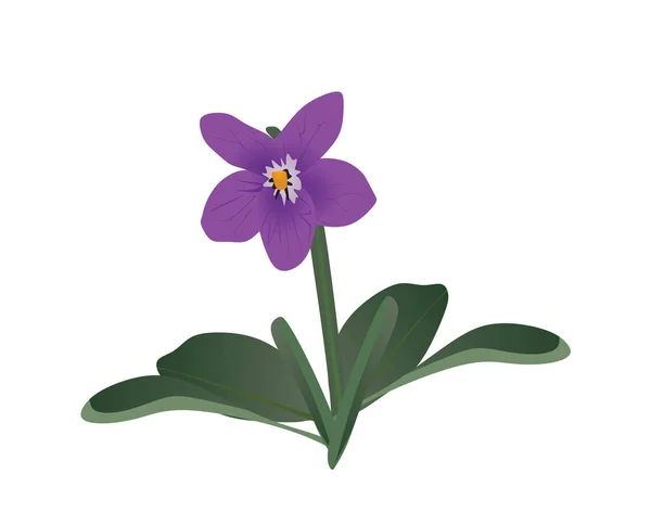 Квітка Віоли Векторна Ілюстрація — стоковий вектор