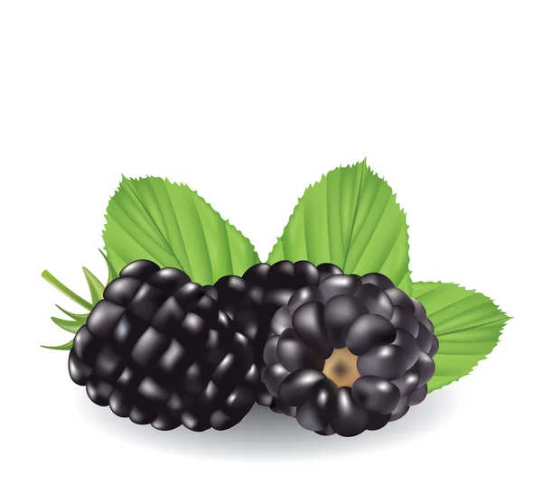 BlackBerry met bladeren — Stockvector