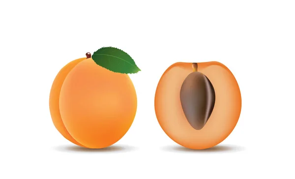 Aprikosenfrüchte, ganze und eine halbe — Stockvektor