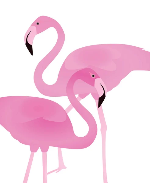 Flamingo Auf Weißem Hintergrund Vektorillustration — Stockvektor