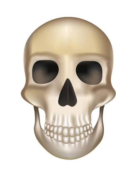 Cráneo humano viejo — Archivo Imágenes Vectoriales