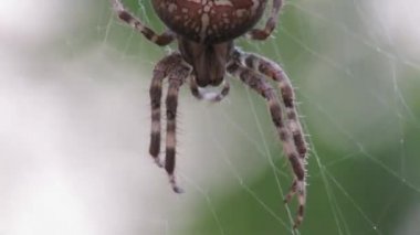 Araneus diadematus, onun Web bir örümcek bir sonraki av için sabırla beklerken