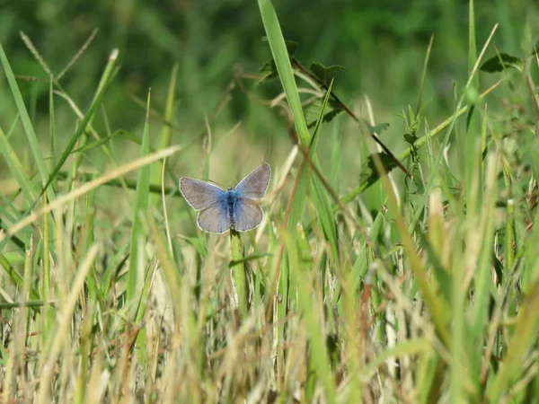 自然の最も美しい色の草の刃の上に休んで開いた翼を持つ小さな青い蝶 — ストック写真