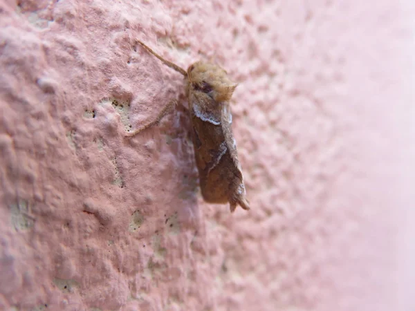 A small moth attached to a wall is a butterfly but nocturnal