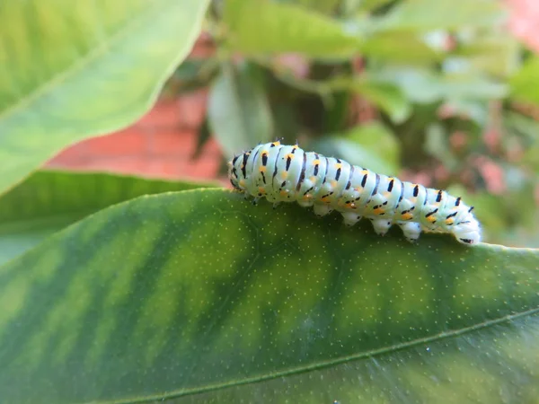 Caterpillar Papilio Machaon Leaf While Looking Right Place Start Eating — Stock Photo, Image