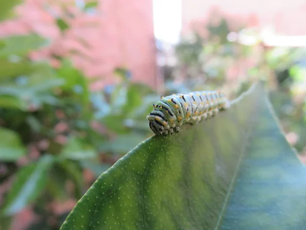 Chenille Papilio Machaon Sur Une Feuille Tout Cherchant Bon Endroit — Photo