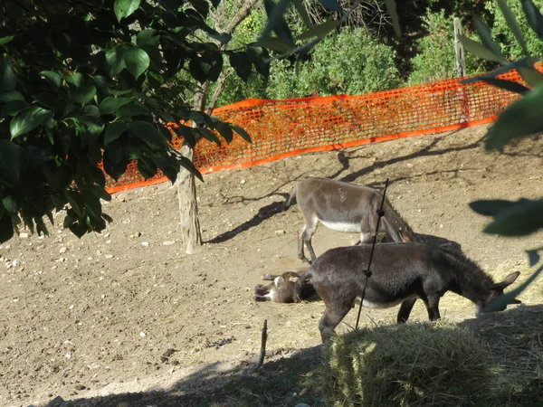 Den Mule Fyrdubbad Uppstår Från Korset Mellan Ett Sto Och — Stockfoto