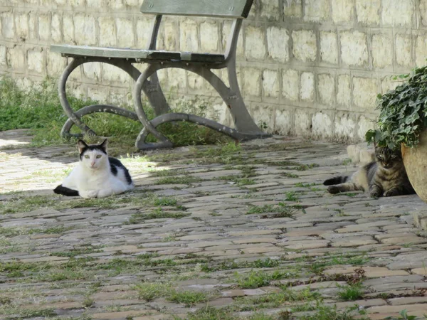 Gatto Domestico Che Gode Libertà Fuori Casa Godendo Ombra Una — Foto Stock