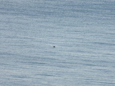 Deniz manzarası, kadife plajından Adriyatik denizi manzarası, Marche'nin bir deniz kasabası olan Pesaro'dan güzel bir manzara 