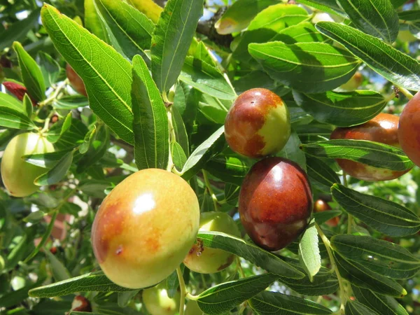 Jujube Tree, is a fruit as big as an olive but much sweeter and sooner but should be eaten when it is totally brown