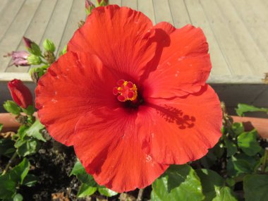 Vahşi çiçek, yaprakları ve polen ile çevreleyen doğaya renk vermek 