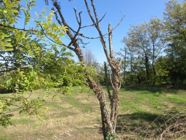Doğal Peyzaj, dağ yolları ve vahşi doğa arasında küçük bir ormanın ağaçları arasında doğal bir görünüm 