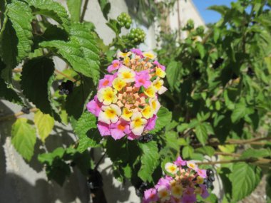 Vahşi çiçek, yaprakları ve polen ile çevreleyen doğaya renk vermek 