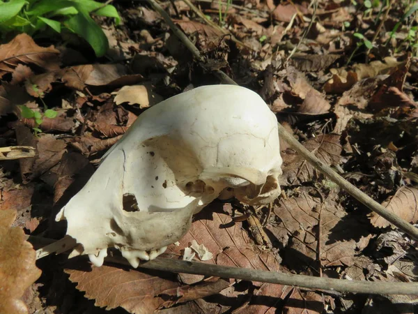 Animal skull, the remains of an animal in the small wood on the ground the very clean bones the insects have done an excellent job