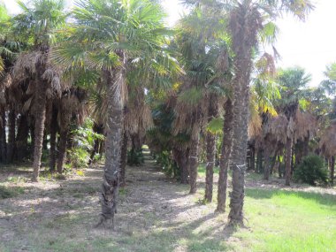  Doğal Peyzaj, dağ yolları ve vahşi doğa arasında küçük bir ormanın ağaçları arasında doğal bir görünüm 
