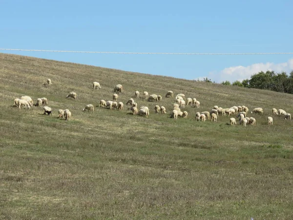 Grazing sheep, grazing animals one of the most natural things that few people still use