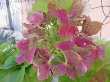 Bahçe çiçekleri, yaprakları ve polenleriyle onu çevreleyen doğaya renk verirler. 