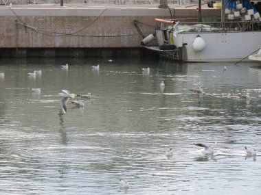 Martı, şehirde deniz süpürücüleri olarak adlandırılıyorlar çünkü yolda buldukları her şeyi yutular. 