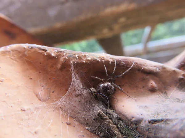 Spider Pequeño Ingeniero Naturaleza Con Sus Telarañas Pesar Que Todo —  Fotos de Stock