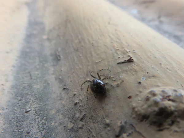 Spider Est Petit Ingénieur Nature Avec Ses Toiles Araignée Même — Photo