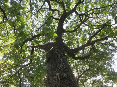  Doğal Peyzaj, dağ yolları ve vahşi doğa arasında küçük bir ormanın ağaçları arasında doğal bir görünüm 