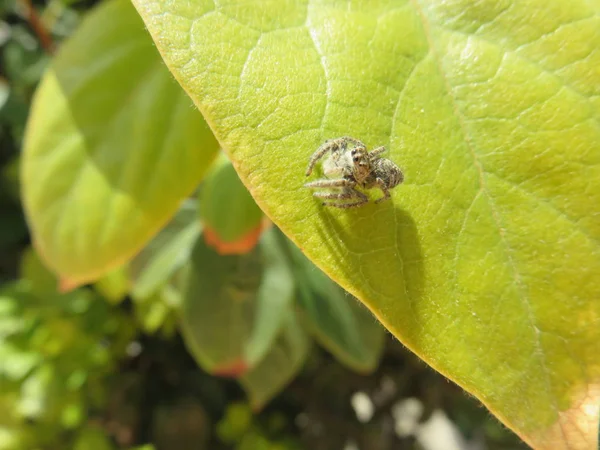 Araignée Sauteuse Petite Mais Avec Une Caractéristique Particulière Fait Pas — Photo