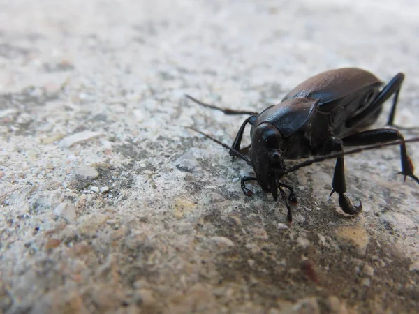 Cortorera Femorata Gros Insecte Avec Une Paire Défenses Une Odeur — Photo