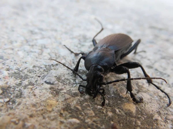 Cortorera Femorata Bir Çift Savunması Olan Büyük Bir Böcek Biraz — Stok fotoğraf