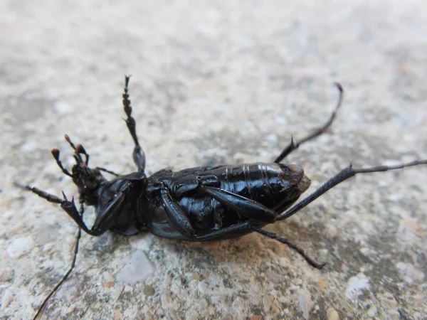 Cortorera Femorata Gros Insecte Avec Une Paire Défenses Une Odeur — Photo