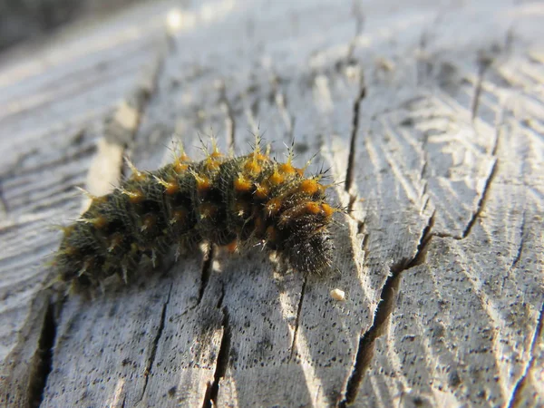 Oruga Pregunto Algún Día Convertirá Una Hermosa Mariposa Ahora Belleza —  Fotos de Stock