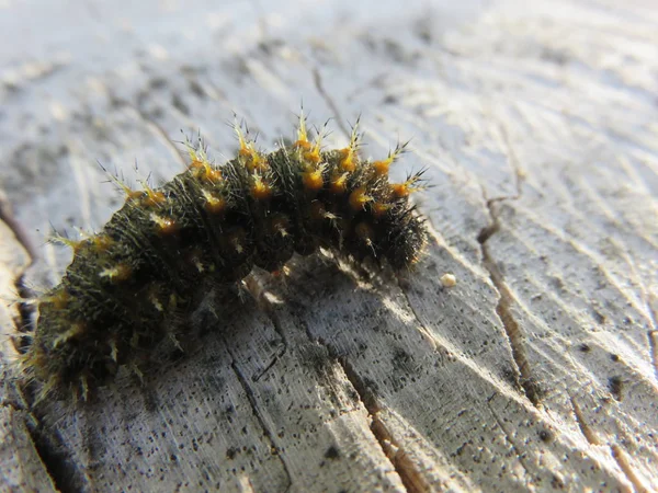 Caterpillar Demande Jour Deviendra Beau Papillon Maintenant Beauté Laisse Quelque — Photo